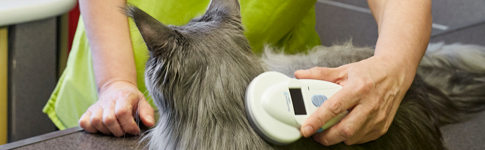 Microchip reunites Kim with missing cat after 17 years!